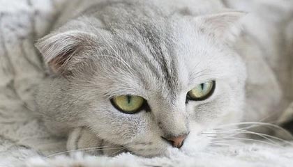 慈溪最新的高价找中介取公积金违法吗方法分享(慈溪中介取公积金怎么收费教程)